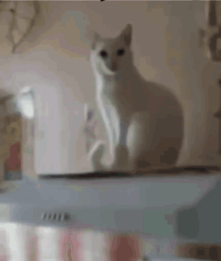 Una mano umana e la zampa di un gatto si stringono in una formale e buffa stretta di mano che simula la chiusura di un accordo lavorativo